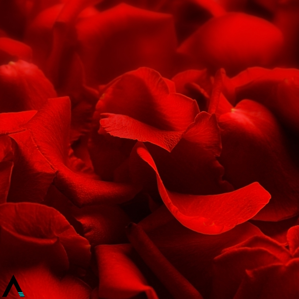 petalos de rosa
